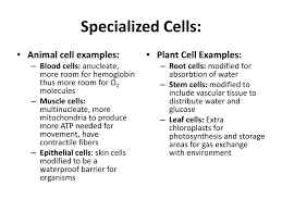 Check spelling or type a new query. Endosymbiosis Specialized Cells Ppt Download