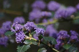 From majestic manzanita to colorful oregon grape and striking western redbud, all of these plants add beauty and seasonal interest and attract wildlife. California Lilac Ceanothus