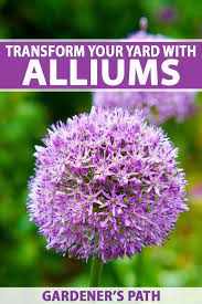 How To Grow And Care For Ornamental Alliums Gardener S Path Perennials Flowers Perennials Bulb Flowers