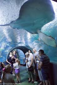 Tips For Visiting Sea Life Melbourne Aquarium In 2020 Sea Life Melbourne Aquarium Culture Travel Travel