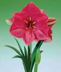 Amaryllis Hercules Amaryllis Flowers Amaryllis Bulbous Plants
