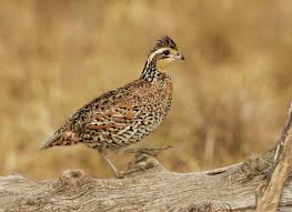 Birds That Start With Q In Spanish Northern Bobwhite Colinus Virginianus Game Birds Quail Northern