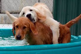 Reviews and/or responses on this website to affirm that the information provided is accurate. Welcome To Happy Tails Inn Nj Kennel Hackettstown Independence