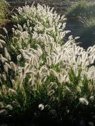 Don't miss these five grass alternatives! Pennisetum Hameln To Learn More About Designing With Grasses Http Www My Garden School Com Course A Master Ornamental Grasses Grasses Landscaping Grass