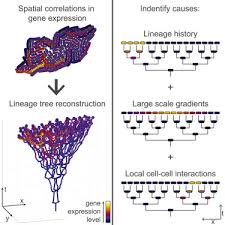 All you need to do is fill out the. Spatially Correlated Gene Expression In Bacterial Groups The Role Of Lineage History Spatial Gradients And Cell Cell Interactions Cell Systems