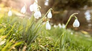 Image result for ghiocel