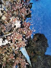 Image result for Tristicha trifaria