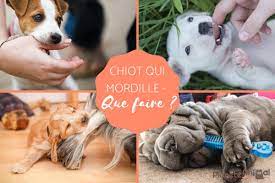 Chiot Qui Mordille Que Faire