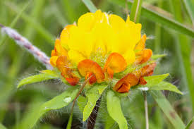 Image result for Keetia gueinzii