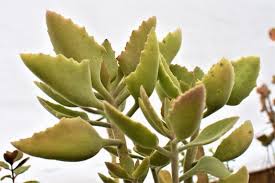 Image result for Kalanchoe lanceolata