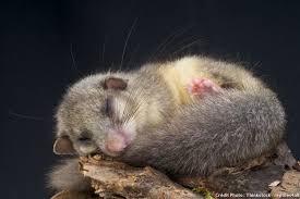 Rongeurs Les Petits Poilus Du Jardin Petit Poilu Animales Rongeur