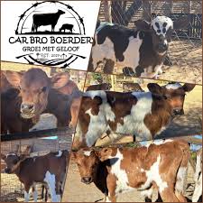 Image result for Stenostelma corniculatum