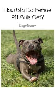 How Big Does A Female Pit Bull Get Dogvills