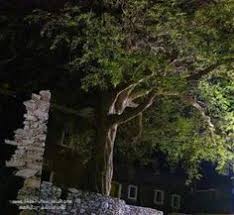 أمير عسير يوجه بحماية شجرة يزيد عمرها على 500 عام صور Https Ift Tt 3d2hzan Https Ift Tt 3gle3b9 In 2020 Tree Plants Tree Trunk
