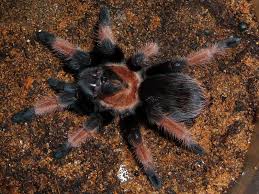 Image result for Emilia brachycephala