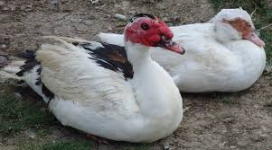 نتیجه جستجوی لغت [canard] در گوگل