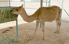 Yeshayah hanavi (1:3) teaches us: 10 Farm Animal Hybrids You Didn T Know Existed Modern Farmer