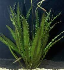 Image result for Aponogeton junceus