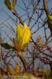 Image result for magnolie sunsation