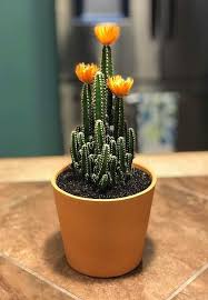 Check spelling or type a new query. 39 Best Flowering Cactus Plants Balcony Garden Web