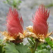 Pin On Favorite Flora