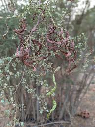 Image result for Nuxia congesta