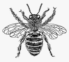 Bug vector flying wasp future honey tech wing bee isolated transparent bee clip art bug robot mechanical bug tech bug robot bug. Transparent Bee Transparent Png Transparent Background Vintage Bee Clipart Png Download Kindpng