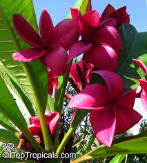 This page describes general observations and characteristics of cultivars of genus plumeria. Plumeria Rubra Pink Frangipani Temple Tree Calachuchi Toptropicals Com
