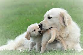 Find the perfect puppy for sale in cincinnati, ohio at next day pets. Welcome To Windy Knoll Goldens Breeders Of Akc Registered Golden Retriever Puppies Windy Knoll Golden Retrievers