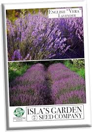 Image result for Lavandula angustifolia Vera
