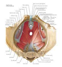 Pin On Anatomy