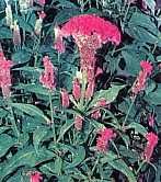 Bunga jengger ayam atau jewer kotok adalah varietas dari celosia argentea. Khasiat Obat Dan Manfaat Dari Tanaman Jengger Ayam Organisasi Asgar