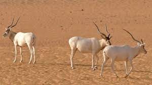 A female addax will give birth to one young at each birth. Bbc Earth The Last Antelopes Left Of Their Kind