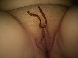 Earthworm porn