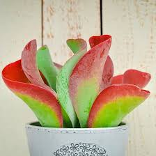 Suculentas Kalanchoe Thyrsiflora Variedad Red Lips Suculentas Plantas Suculentas Plantas