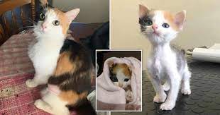 Kitten Who Was Only One From Her Litter To Survive Finds Forever Home Metro News