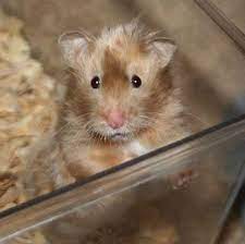 Syrian Hamster Dove Satin Long Haired Gallery Of Hamster Colors Dixie Dust Hamsters Bear Hamster Syrian Hamster Hamster