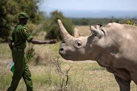 Sudan, who was the equivalent of 90 in human years. Virus Stalls Efforts To Save Rare Rhino Subspecies Daily Sabah