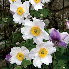 Image result for Anemone transvaalensis