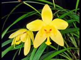 Tak hanya sebagai hiasan, bunga anggrek juga sering dijadikan sebagai pengharum, tanaman herbal dan manfaat lainnya. 20 Jenis Bunga Anggrek Khas Indonesia Ini Cocok Untuk Budidaya