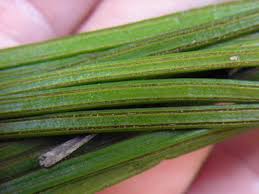 Image result for Vittaria