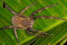 Die brasilianische wanderspinne gehört mit zu den giftigsten spinnen der welt. Brasilianische Wanderspinne Wikipedia