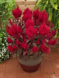Celosia Argentea Plumosa Dragon S Breath Celosia From Sakata Ornamentals Dragons Breath Plant Container Flowers Flower Pots