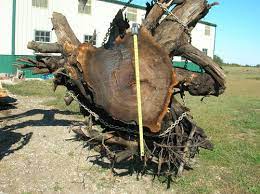 Maybe you would like to learn more about one of these? Walnut Root Ball Anyone Interested In Custom Size Cuts By Btks Lumberjocks Com Woodworking Community