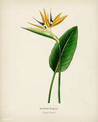 Drawing Bird Of Paradise Flower Outline Download Premium Illustration Of Bird Of Paradise Strelitzia Reginae Bird Of Paradise Tattoo Birds Of Paradise Birds Of Paradise Flower