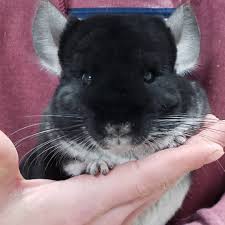 The rarer or more difficult it is for a particular color, the more expensive the chinchilla will be. Bobbie S Chinchillas Posts Facebook