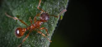 Une solution toute simple pour s'en débarrasser consiste à placer du marc de café sur leur trajet. 10 Astuces Naturelles Pour Se Debarrasser Des Fourmis