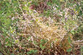 Image result for Cuscuta approximata