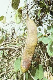 Image result for Piliostigma thonningii