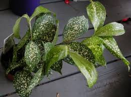 Divided into 3 groups these lists, linked below, are maintained by a team of rhs staff and are reviewed annually. Dracaena Godseffiana Florida Beauty